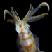 squid_reef_bigfin_pp_v_0123_alo0274.jpg